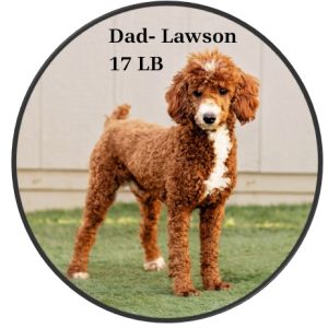 dad
